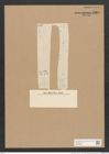 Nitzschia kittlii Grun. (de-Toni-Nr.: Genus 47, Species 2054) Zeichnungen Sammlung Grunow Nr. 4061 (NHMW-BOT-W0371895)